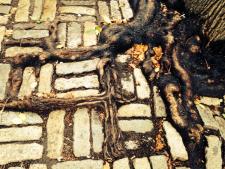 Roots in a New York Pavement